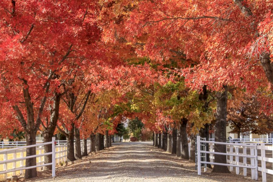 Draped in Red by Beth Breton