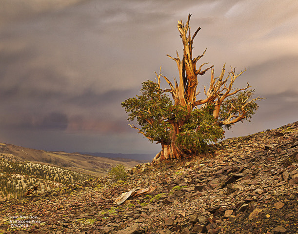 Bristlecone by Dave Harrison