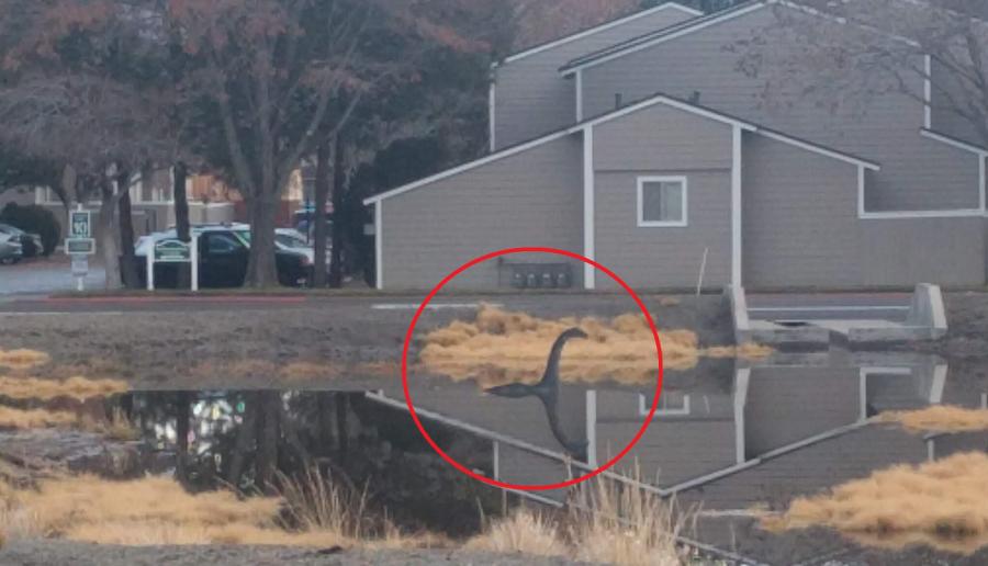 The Carson City pond monster Carssie is back!