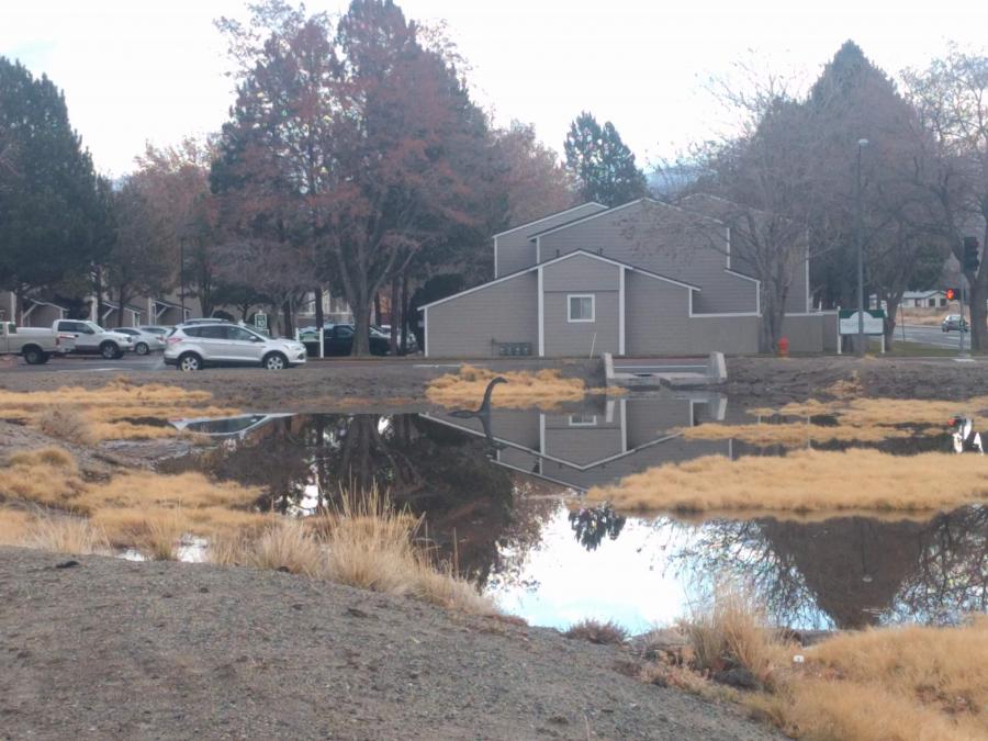 The Carson City pond monster Carssie is back!