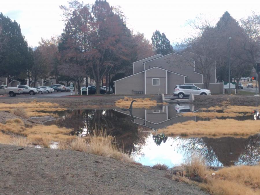 The Carson City pond monster Carssie is back!