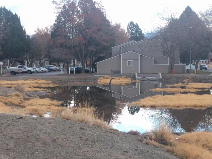 The Carson City pond monster Carssie is back!