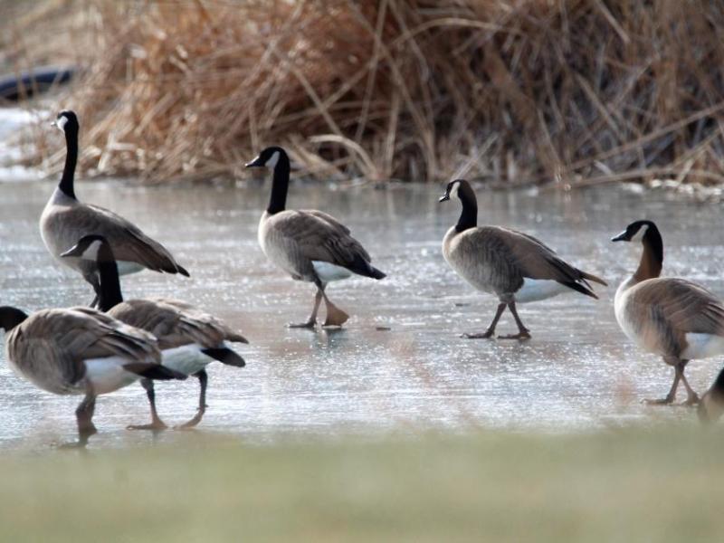 Photo by Brett Fisher. Canadian geese walk on a frozen pond at Silver Oak Golf Course.