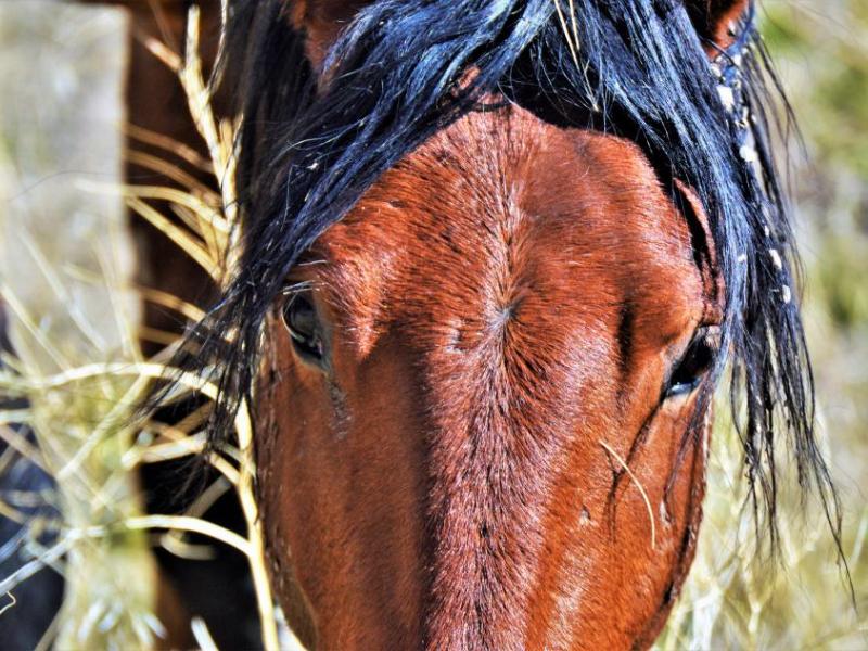 Photo by Brett Fisher. A bay mustang forages off Goni Canyon Road.
