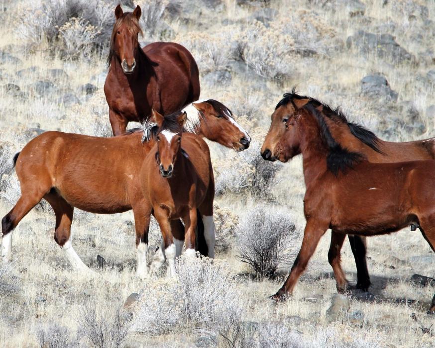 A mare intercedes for a filly over the enthusiastic interests of two young stallions.