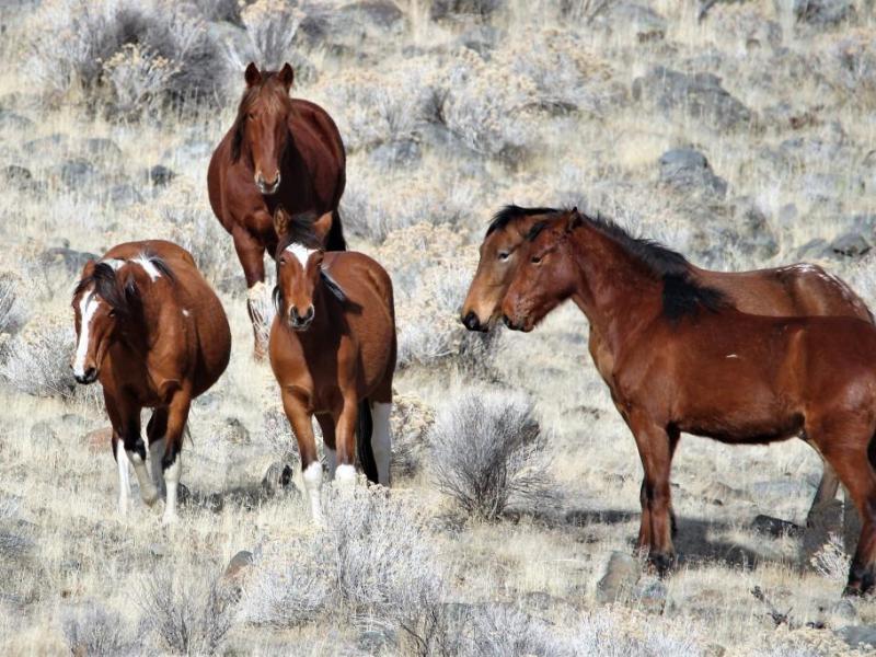 Photos by Brett Fisher. A pregnant mare and filly (left) are welcomed into the Centennial Park band.