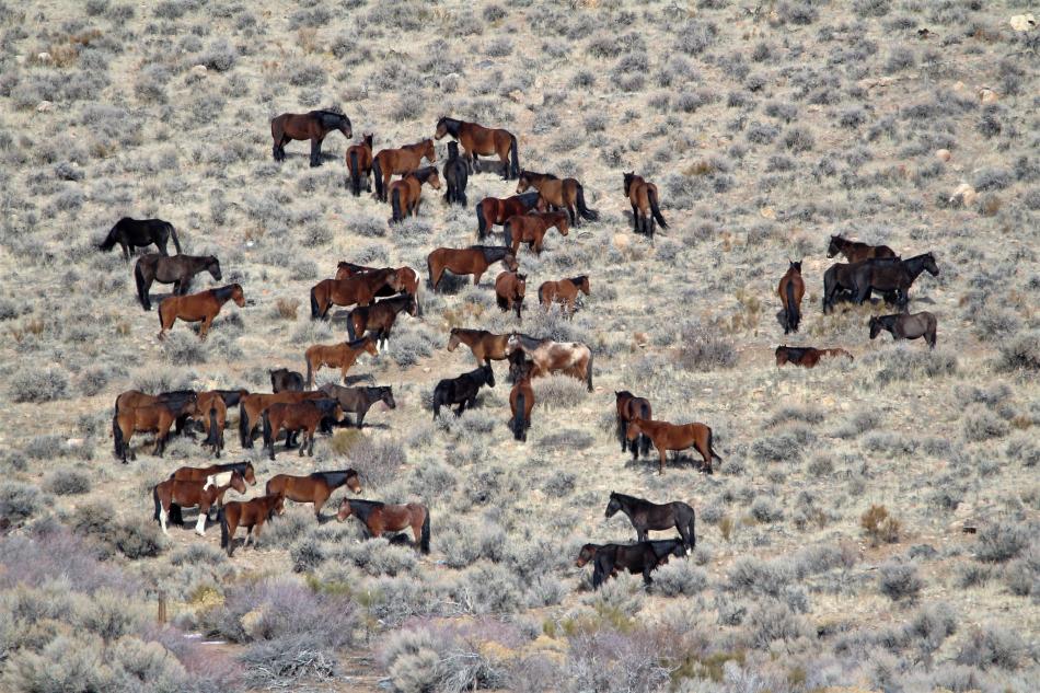 A band of horses behind the Carson City Trap Club.