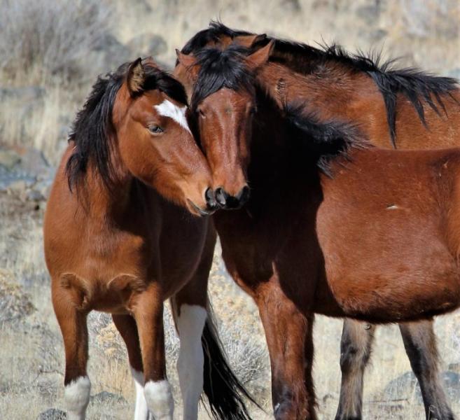 Photo by Brett Fisher. Two Virginia Range feral horses show affection toward one another.
