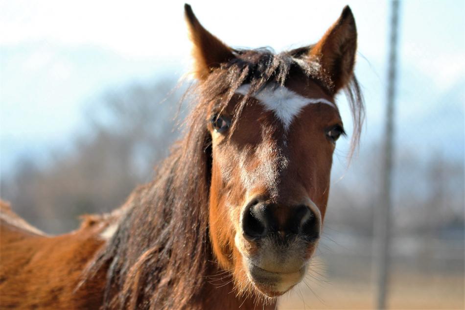 Photo by Brett Fisher. A young feral filly refreshes herself at a mud puddle in Centennial Park Saturday.