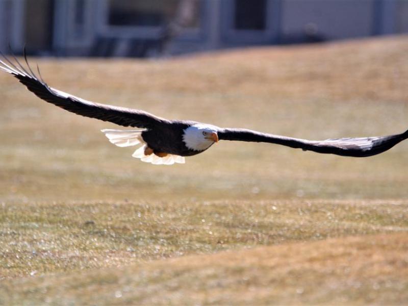 Photos by Brett Fisher. An adult Bald Eagle glides just above Silver Oak Golf Course in Carson City Sunday.
