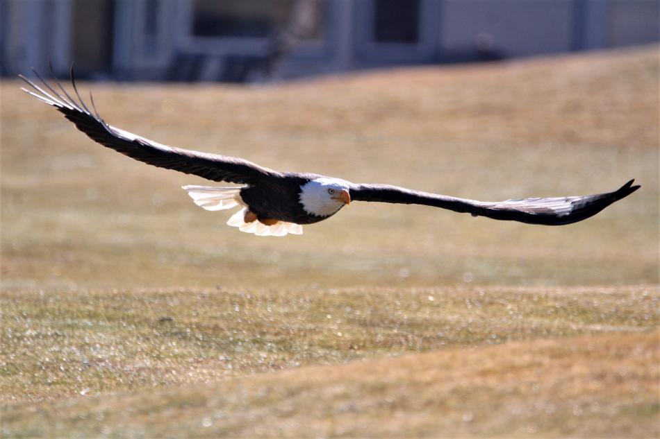Photos by Brett Fisher. An adult Bald Eagle glides just above Silver Oak Golf Course in Carson City Sunday.