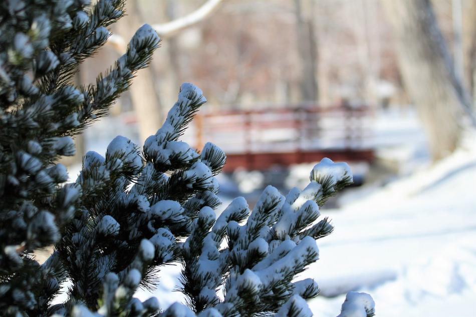Northern Nevada backyards and gardens: Winter is almost over?