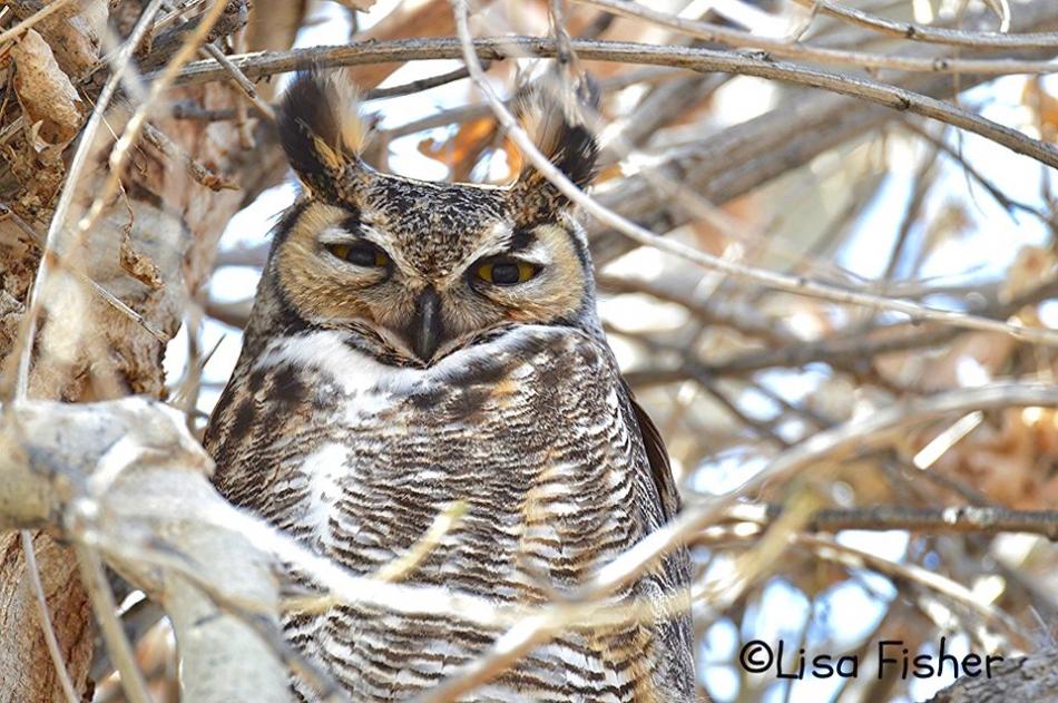 Photo by Lisa Fisher. A great horned owl in a cottonwood tree along the Carson River at Carson River Park.
