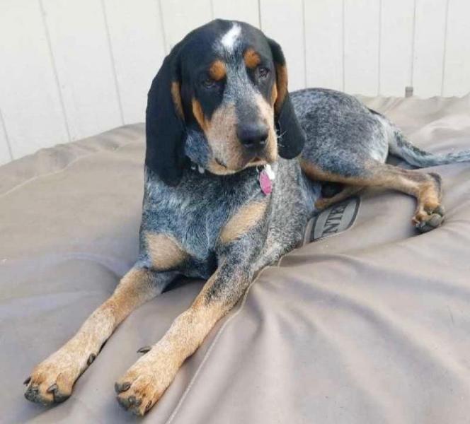 Barrett, a Bluetick Coonhound