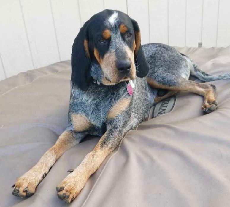 Barrett, a Bluetick Coonhound