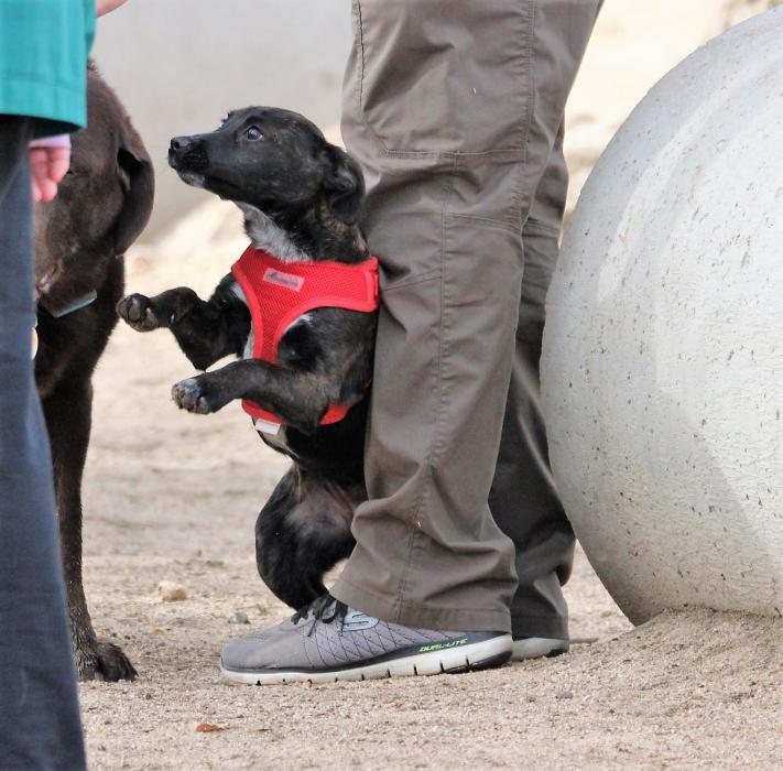A puppy is excited to play with other dogs Saturday at Fuji Park.