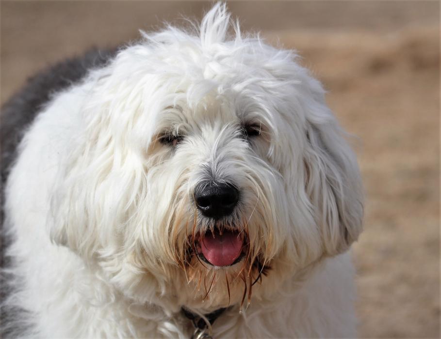 Teddy, an Old English Sheepdog is happy to make friends at Fuji Park.