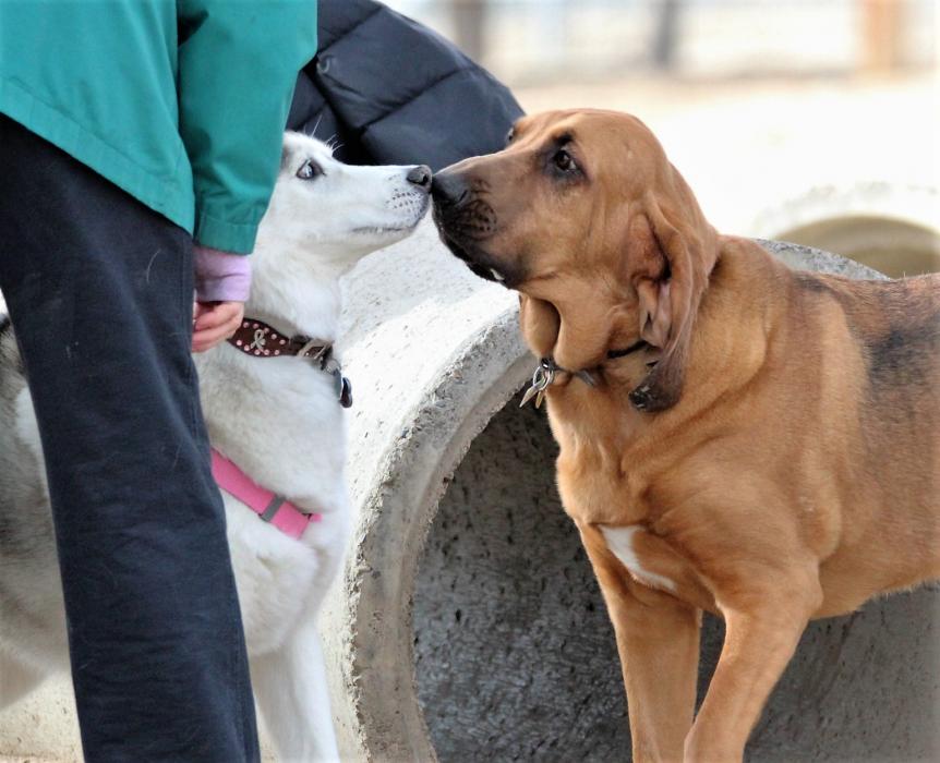 A Siberian Husky and a Bloodhound touch noses Saturday at Fuji Park.