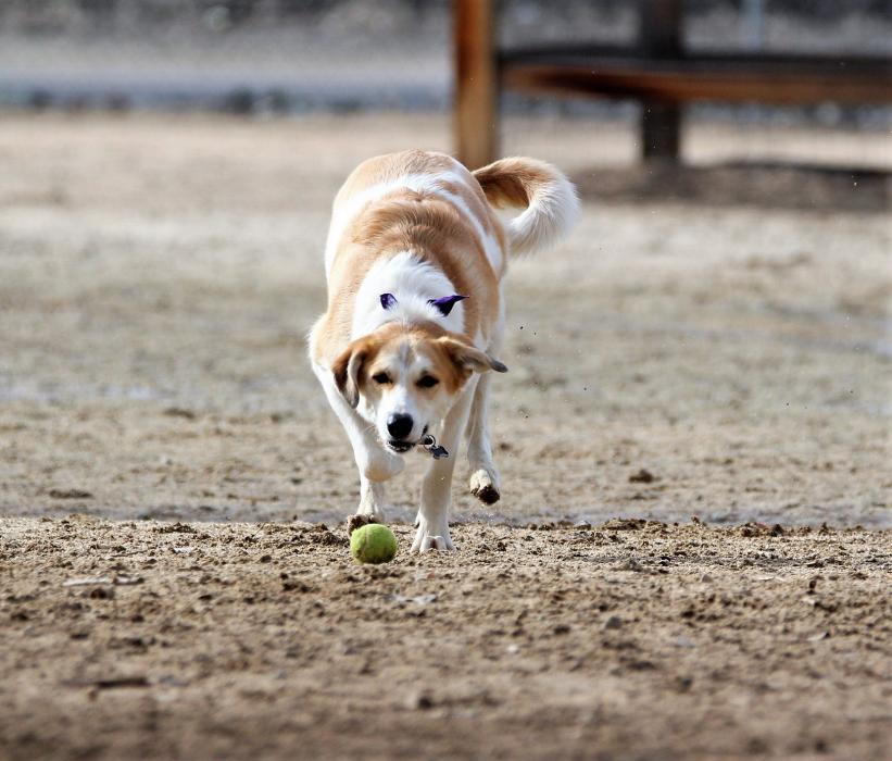 Time to chase the tennis ball at Fuji Park.