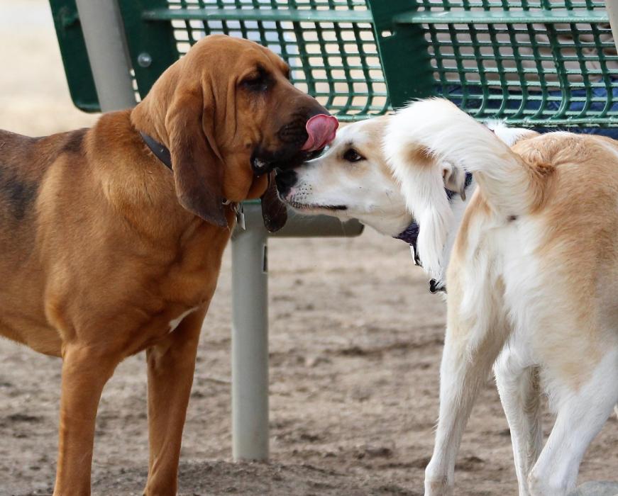 A dog warms up to its new Bloodhound friend at Fuji Park.