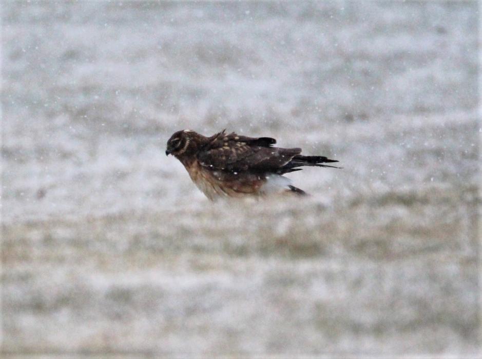 A Cooper's Hawk waits patiently in last week's snowfall on Silver Oak Golf Course for a Red Tail Hawk to finish its meal.