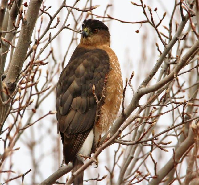 Photos by Brett Fisher. A Cooper's Hawk perched along Kings Canyon Road.