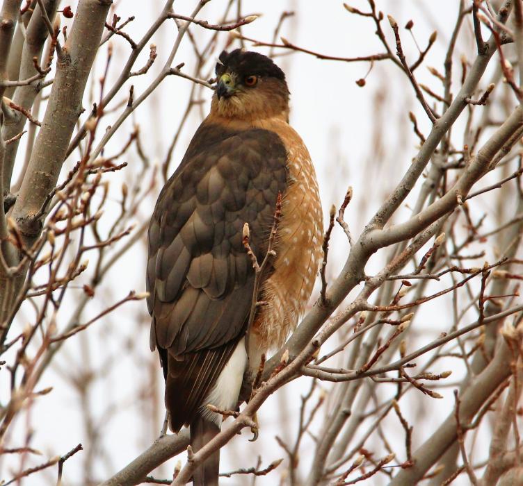 Photos by Brett Fisher. A Cooper's Hawk perched along Kings Canyon Road.