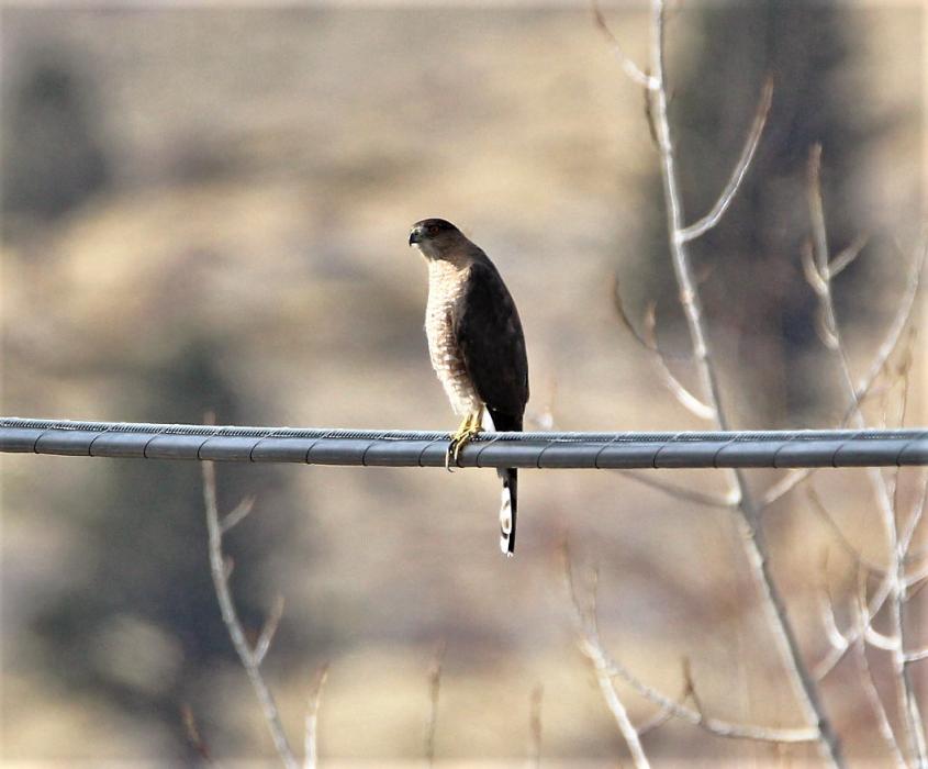 A Cooper's hawk on a power line along Ormsby Blvd.