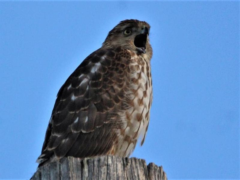 Photo by Brett Fisher. A young hawk calls out from atop a power pole along West Winnie Lane.