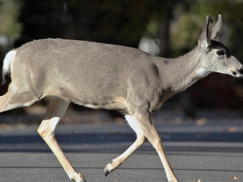 Photos by Brett Fisher. A Mule doe trots across Mountain Street at Telegraph.
