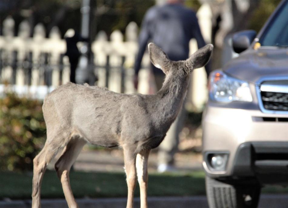 A car stops for a young Mule deer standing in the middle of Mountain Street.