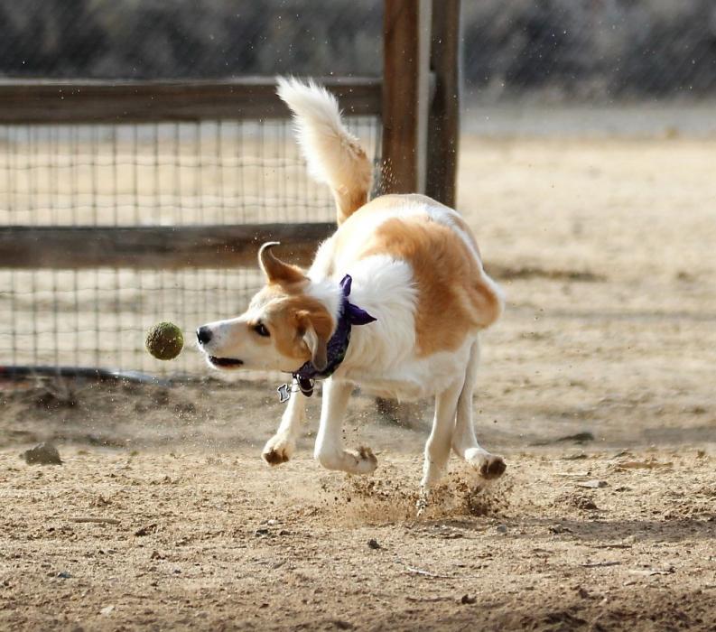 Photo by Brett Fisher. A dog chases after a tennis ball at Fuji Dog Park.