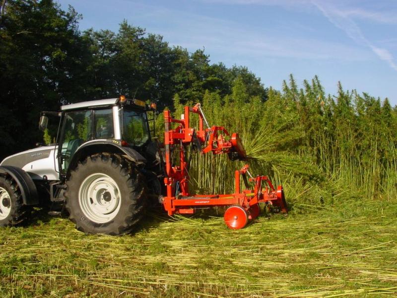 Hemp harvesting in France. Wikipedia photo
