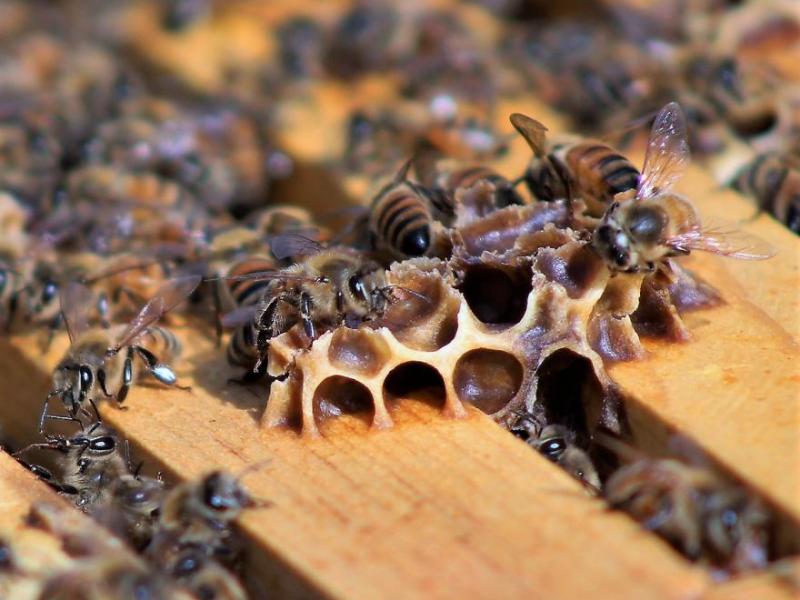 Photo by Brett Fisher. Honeybees on top of a hive in Carson City.