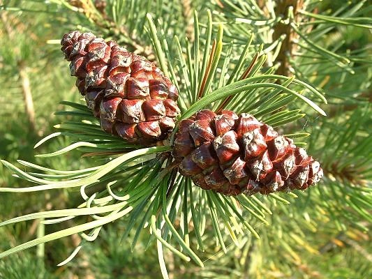 Pinus Mugo, courtesy American Conifer Society
