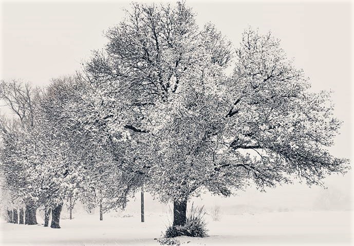 Photos by Lois Linehan. Winter scenes at the Stewart Facility in Southeast Carson City.