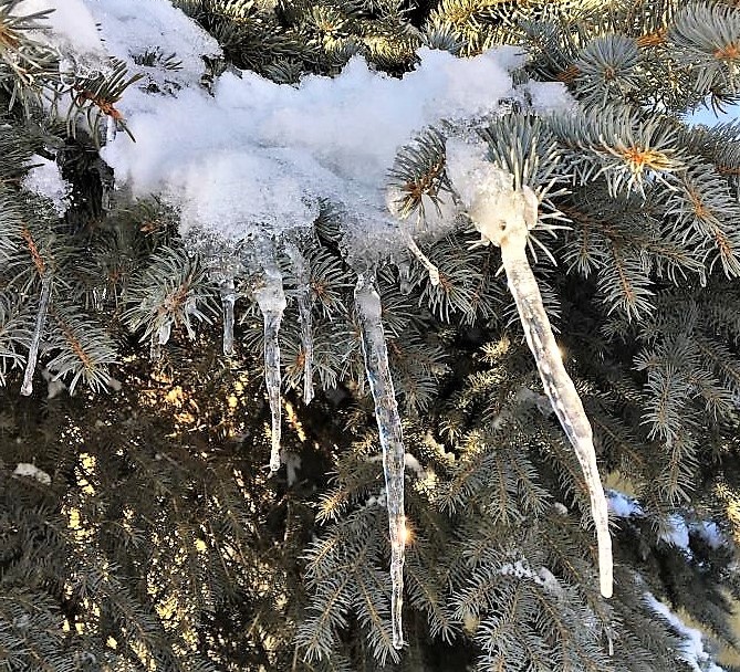 Carson Now reader submission. Sunlight bounces off icicles on a Spruce tree in Carson City.