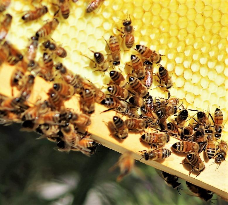 Photos by Brett Fisher. Bees on a honeycomb.