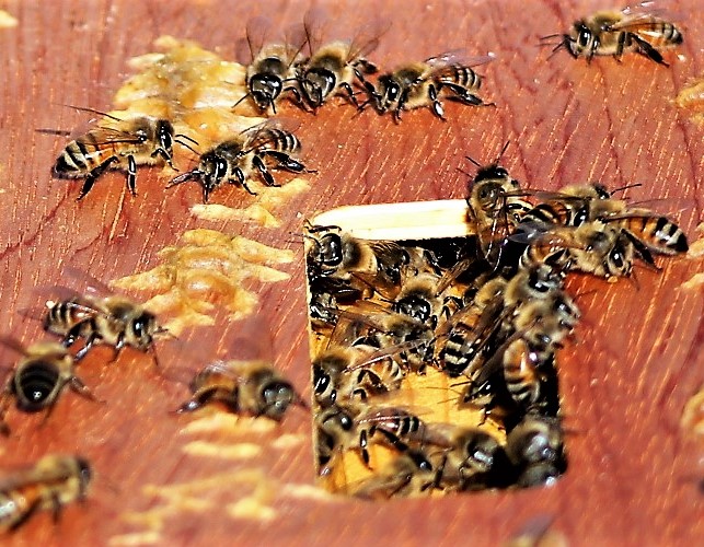 Bees at the entrance to their hive.