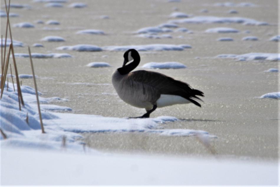 Photo by Brett Fisher. A Canadian goose on a frozen pond at Silver Oak Golf Course in Carson City.