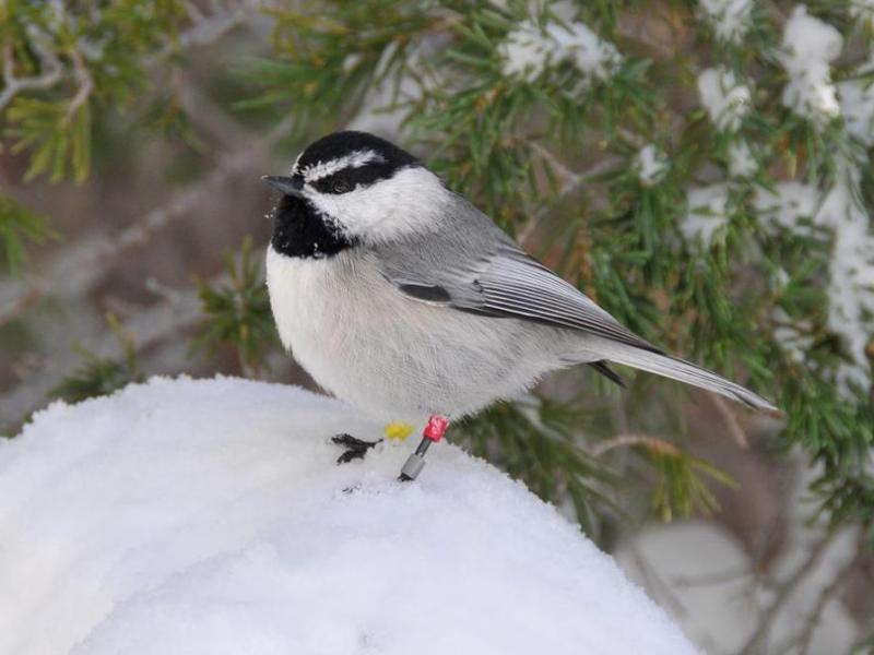Mountain Chickadees survive and thrive through harsh Sierra Nevada winters.