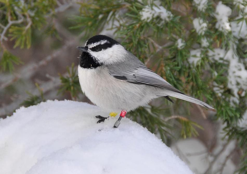 Mountain Chickadees survive and thrive through harsh Sierra Nevada winters.