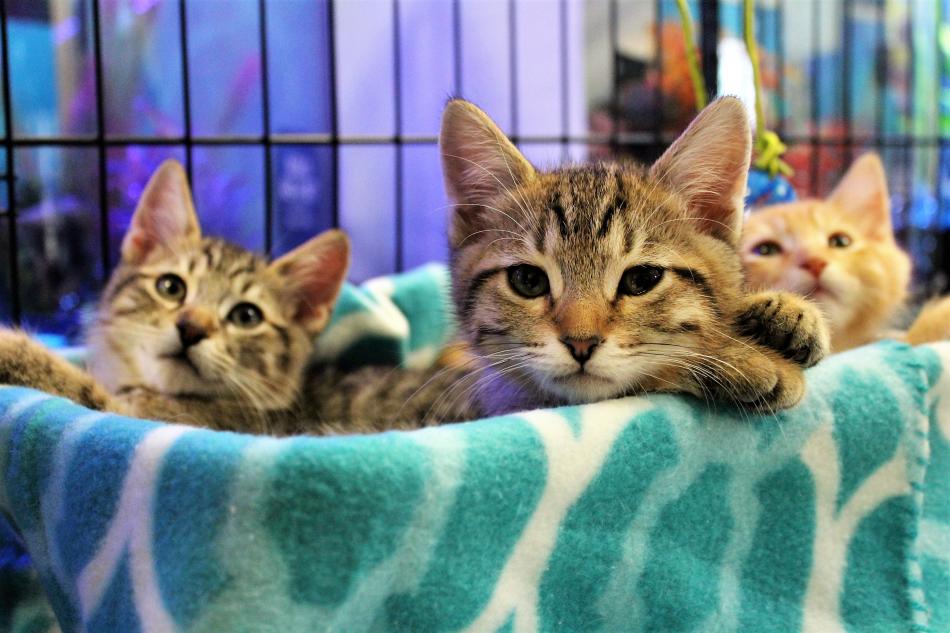 Photo by Brett Fisher. Kittens in need of homes are hoping for a busy Caturday Night Out.