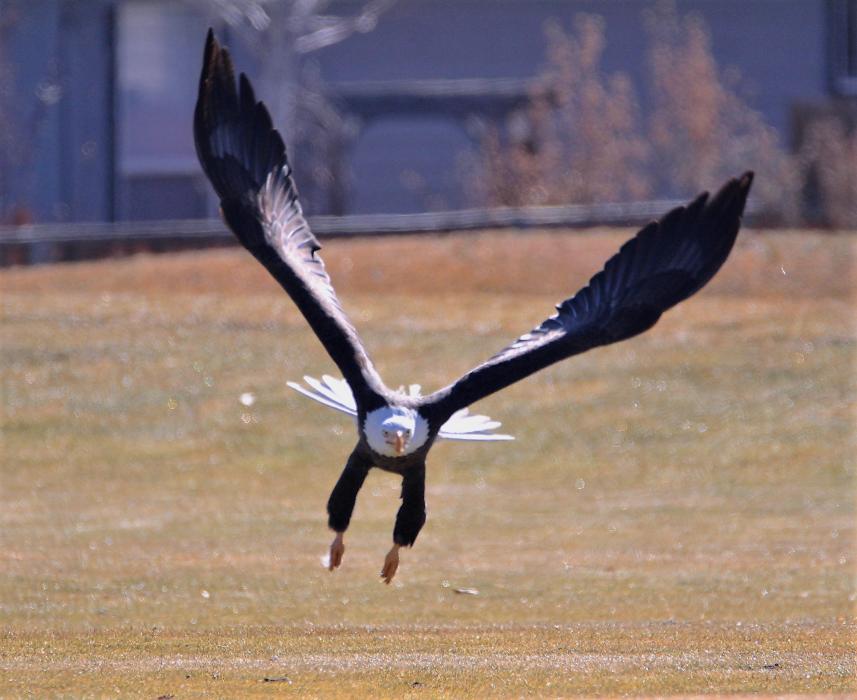 Photo by Brett Fisher. An American Bald Eagle, symbol of the United States, takes flight from Silver Oak Golf Course in January.