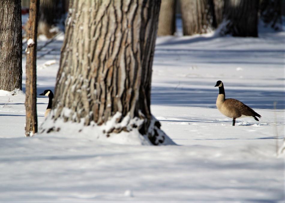 Geese enjoy the snow at Mills Park. File photo by Brett Fisher