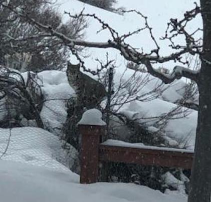 Photo of bobcat submitted by Millie Karol.
