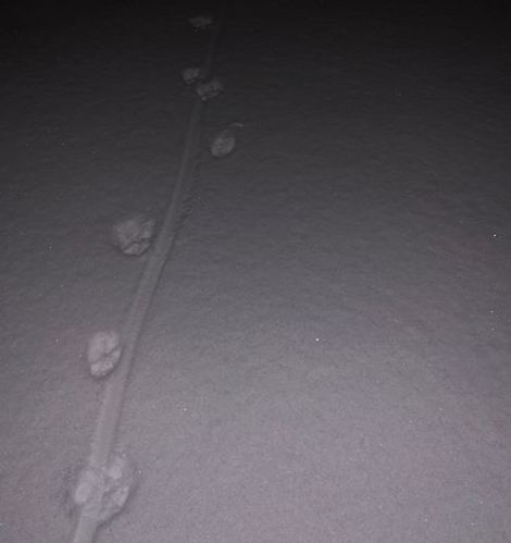Photo of mountain lion tracks by JJ Wiest.