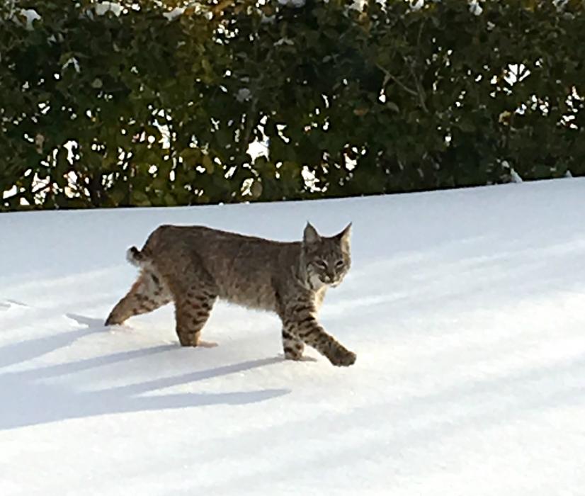Photo submitted by Rocky and Pam Balboa