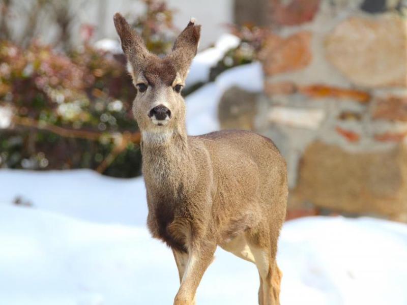 Photo by Brett Fisher. A mule deer doe at the corner of Musser and Mountain streets Saturday finds bare grass to nibble on.