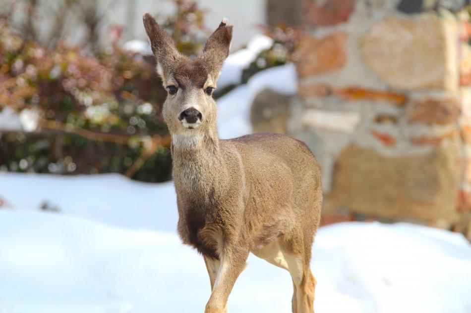 Photo by Brett Fisher. A mule deer doe at the corner of Musser and Mountain streets Saturday finds bare grass to nibble on.